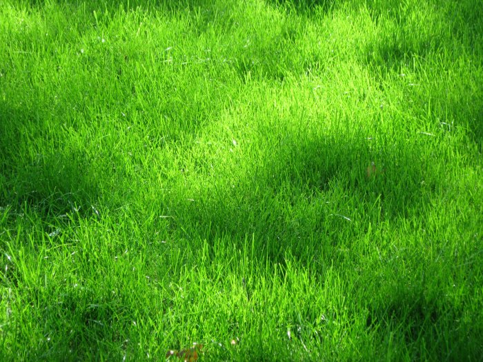 Grass Top View Png Grass Top View Png