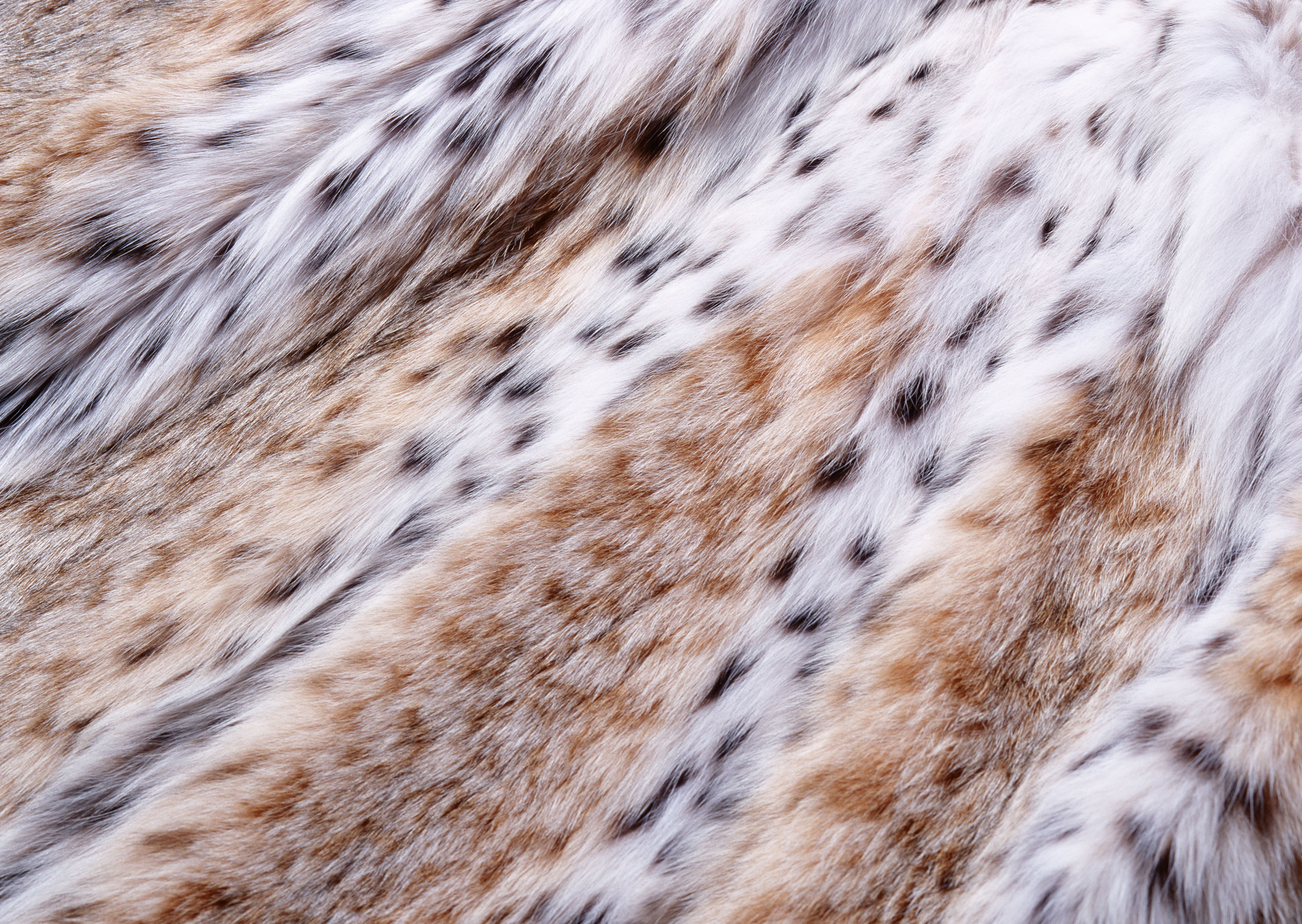 animal texture, background, skin animal texture, background