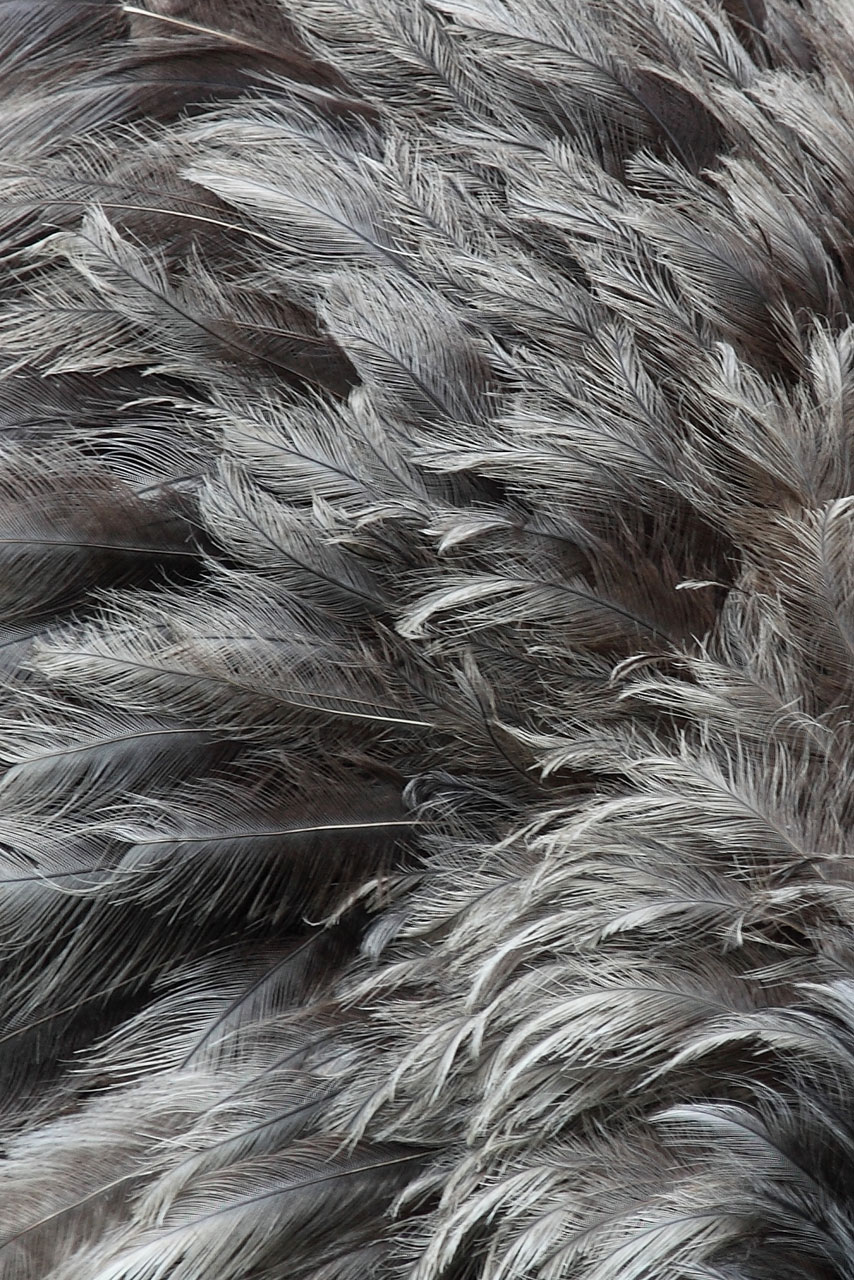 , texture feather, download background, photo, image, gray feather