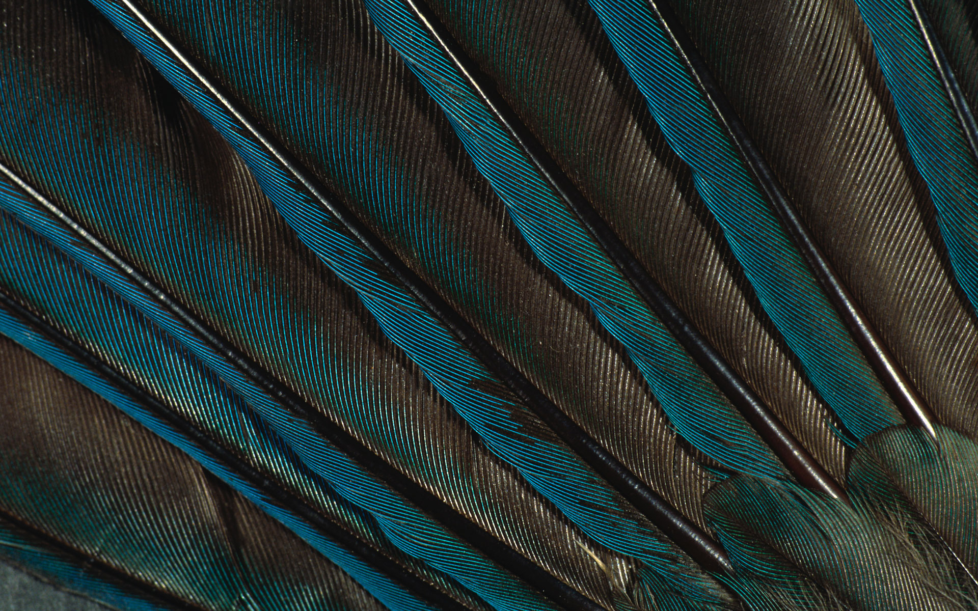 , texture feather, download background, photo, image, feather