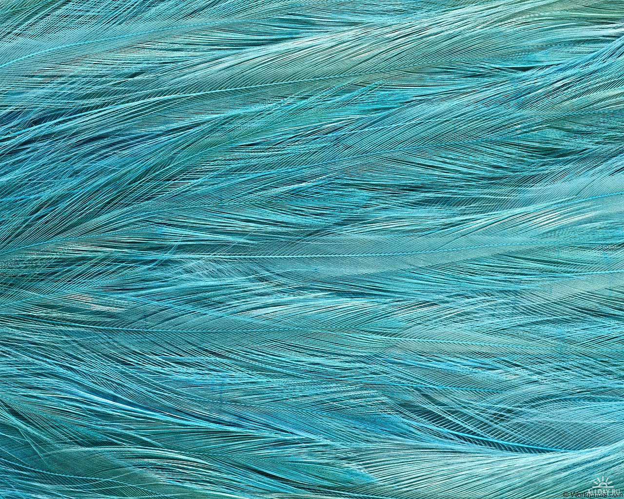 blue , texture feather, download background, photo, image, blue feather