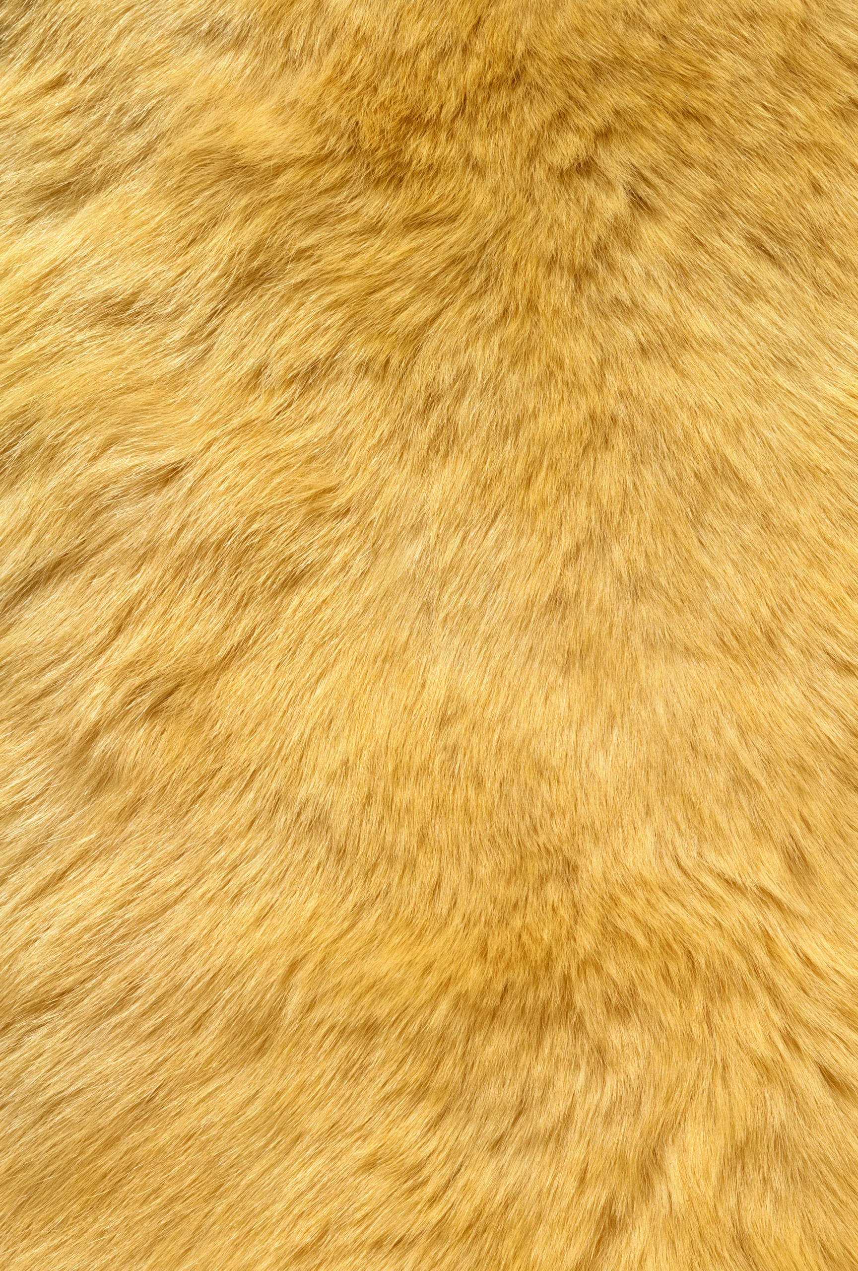 , texture fur, yellow fur texture background, background