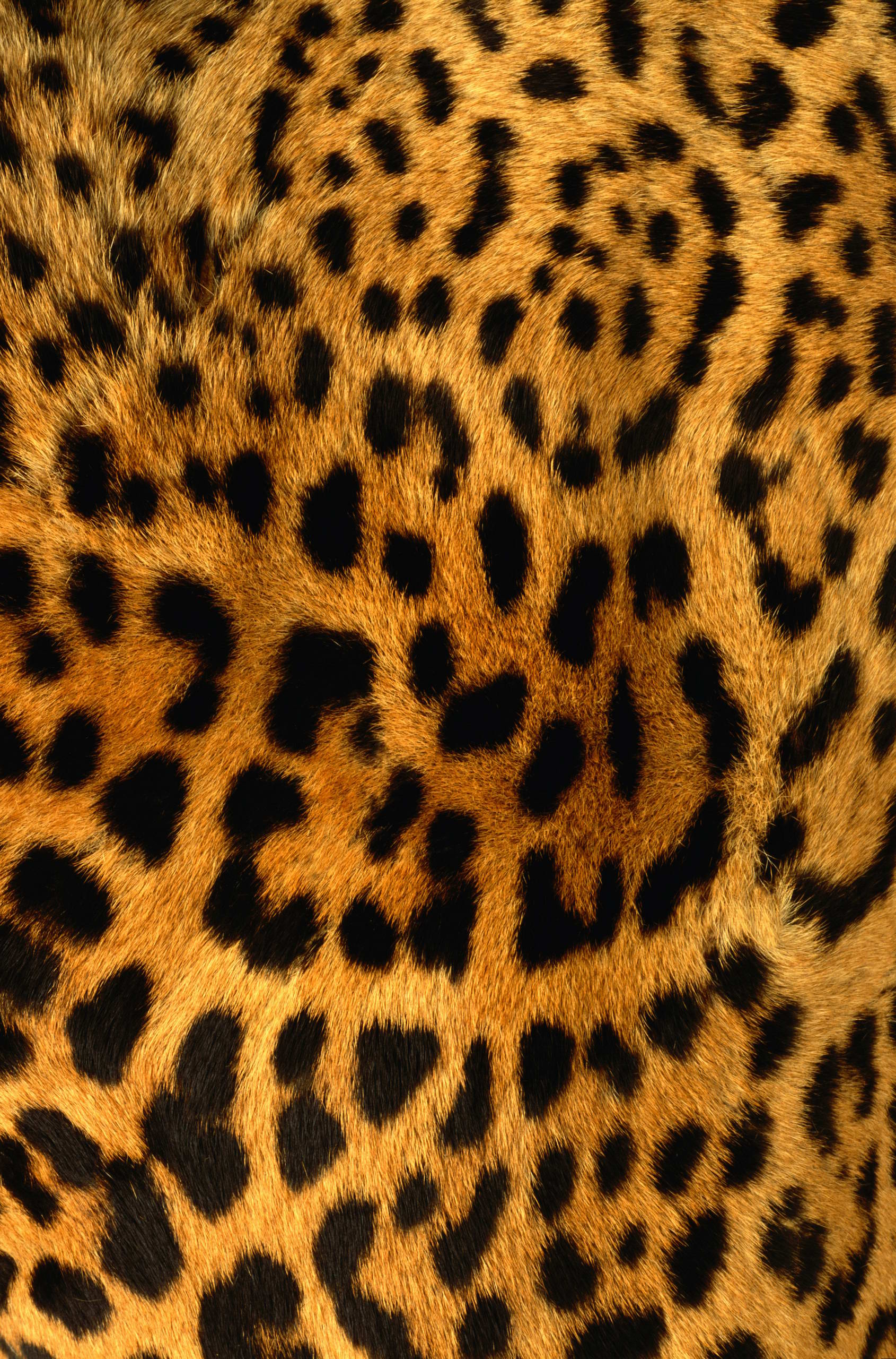 , leopard, skin, texture fur, leopard fur texture background, background