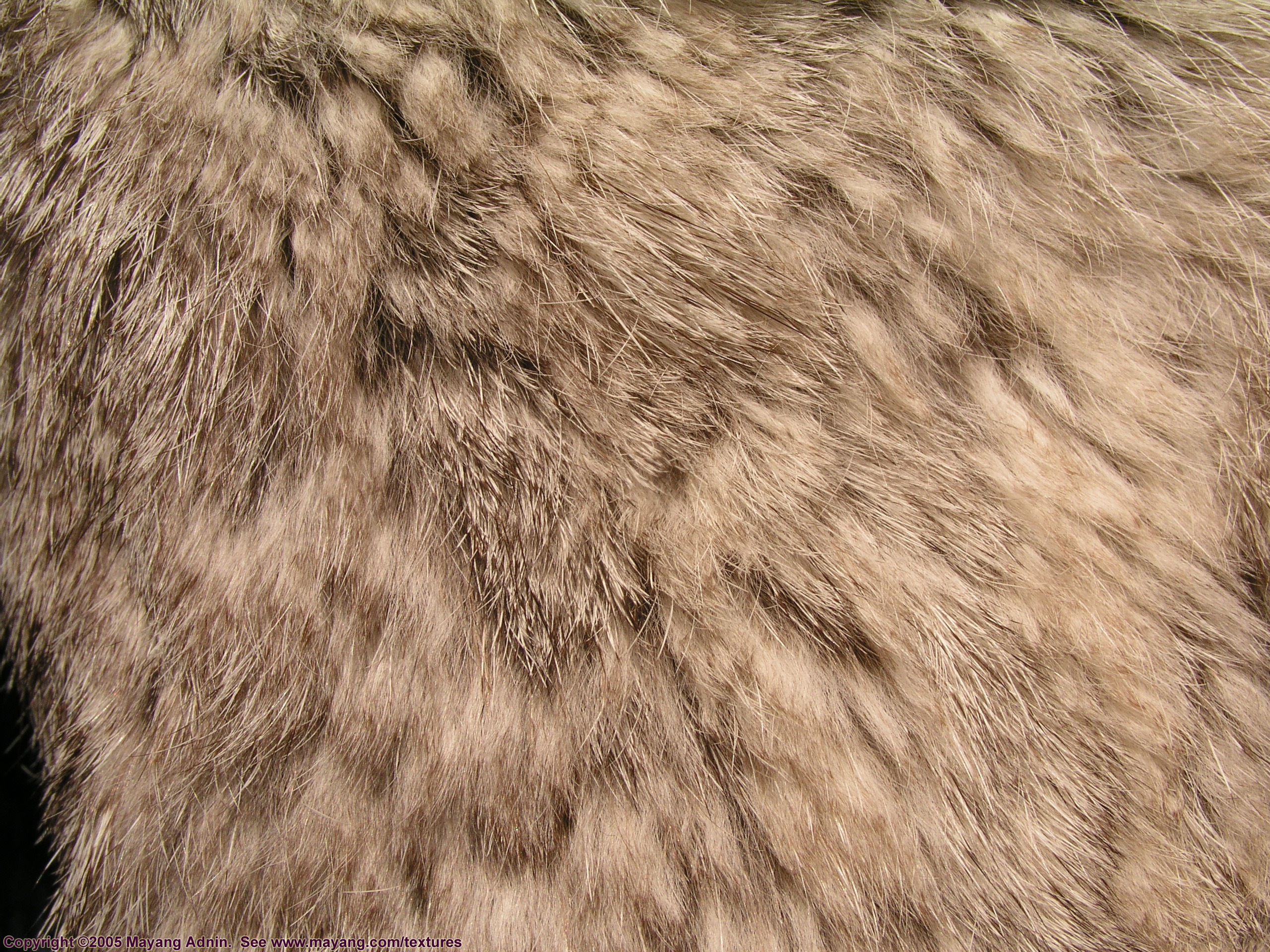 , skin, texture fur, wolf fur texture background, background
