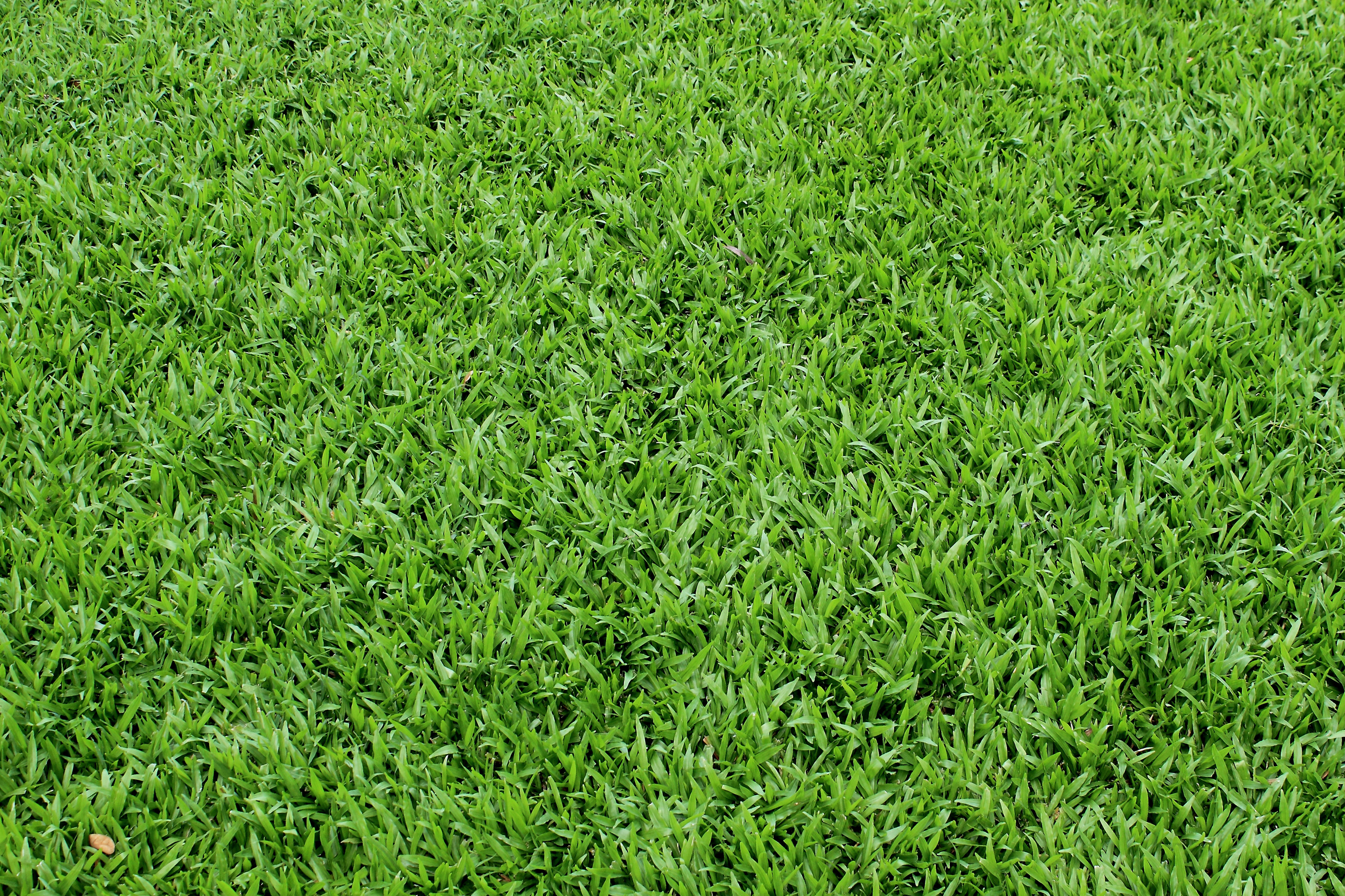 Grass, grass, texture, texture and backgrounds grass, green grass
