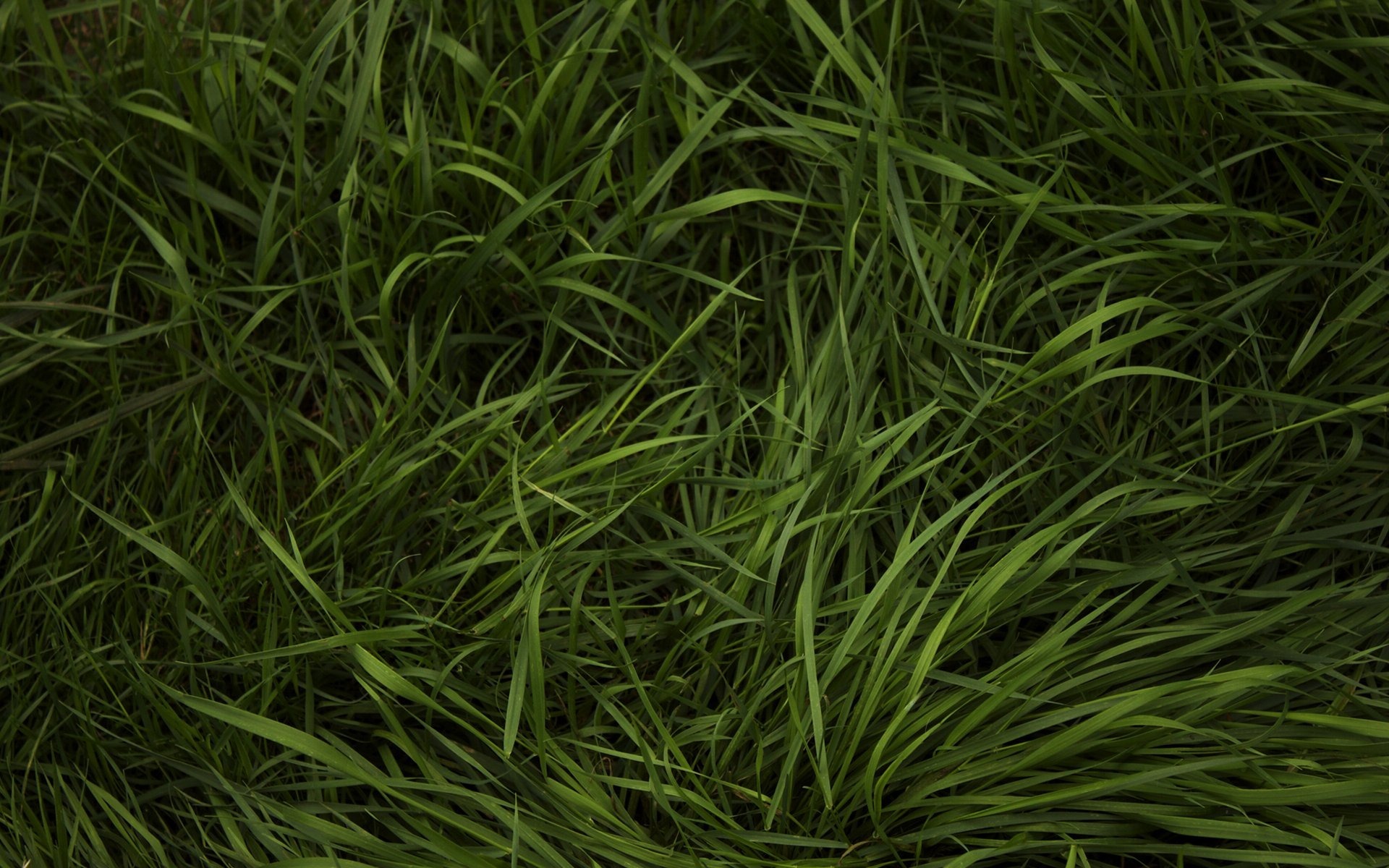 Grass, grass, texture, texture and backgrounds grass, green grass