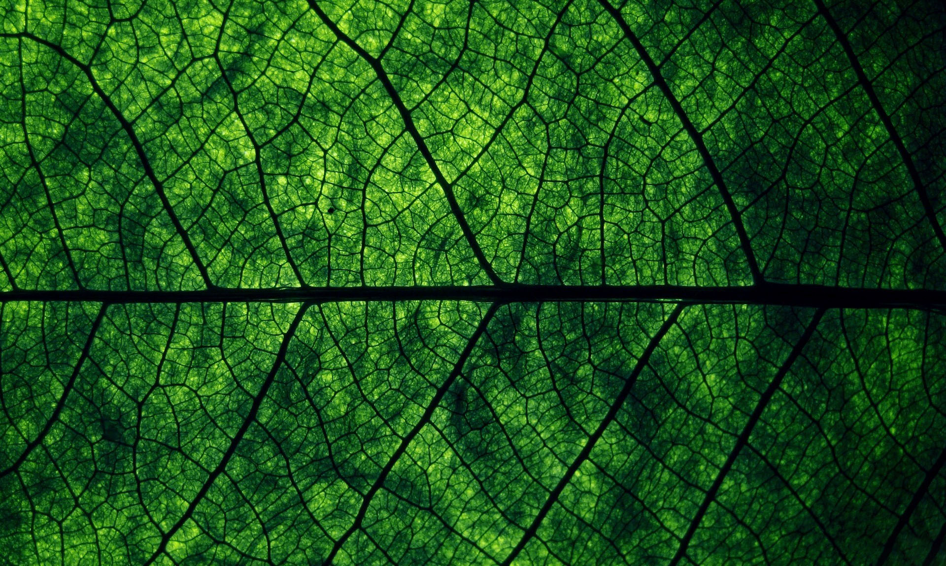 leaf texture background image