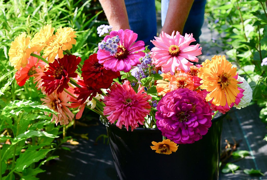 8 Upick Birmingham flower farms + floral shops for the best Mother's