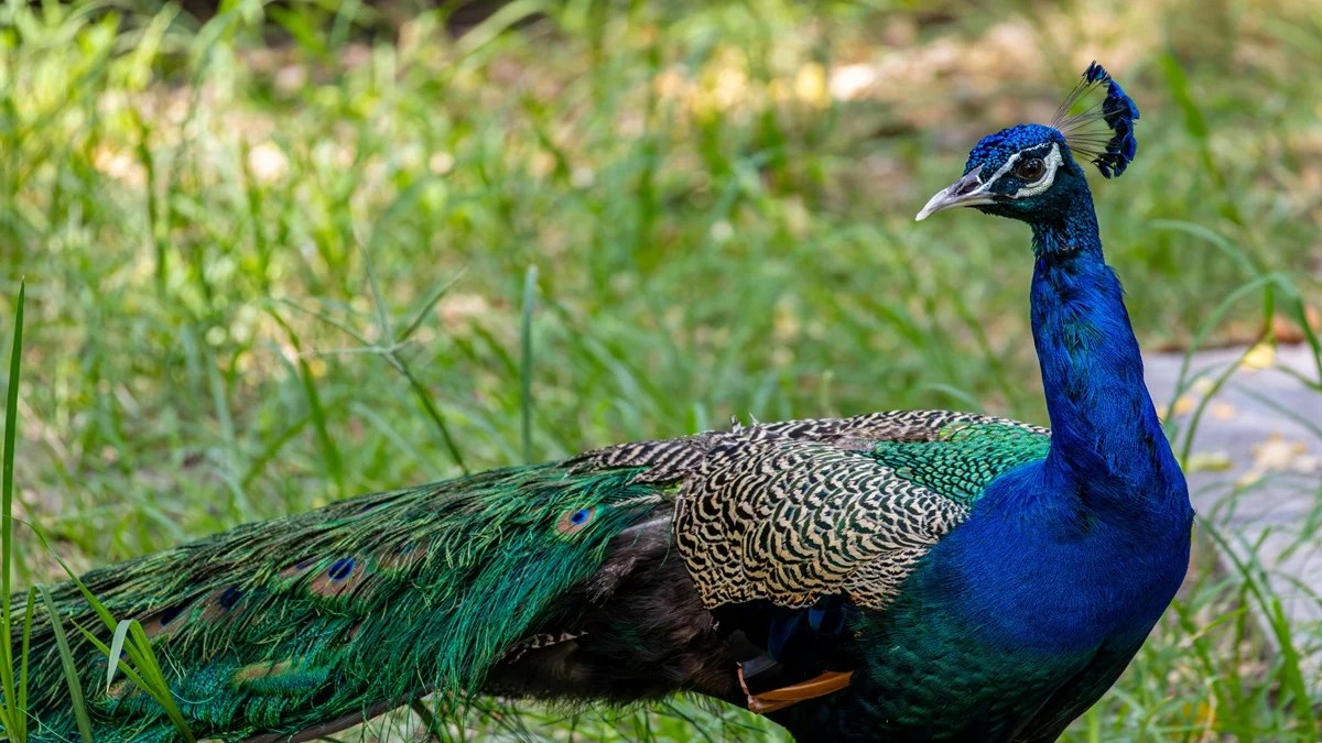 The National Bird of India (Indian Peacock)