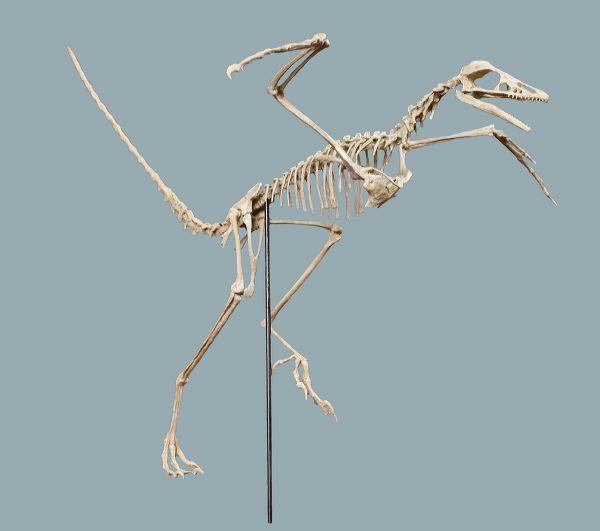 Archaeopteryx lithographica Skeleton Display Replica Black Hills Institute
