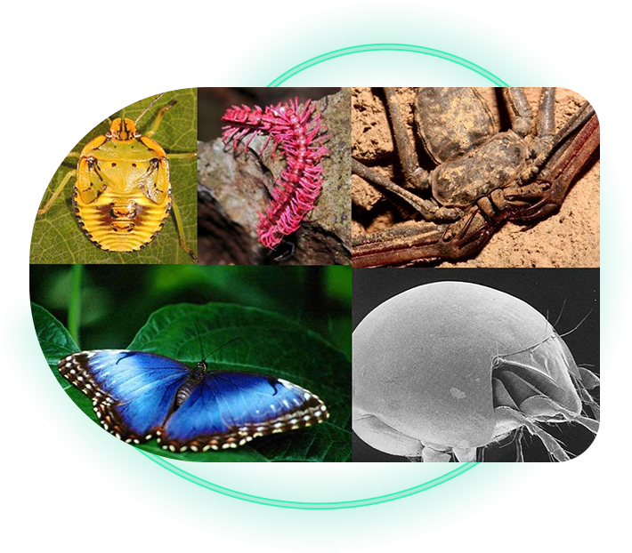 Arthropods Black Hills Institute