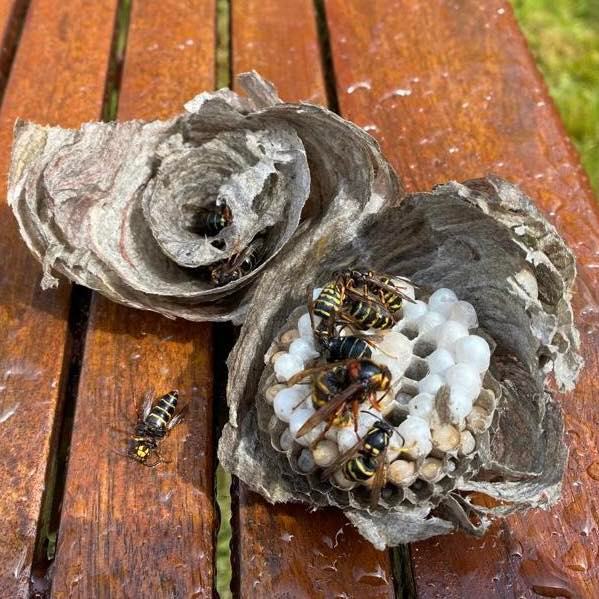 Wasp Removal Milton Keynes BH Pest Control