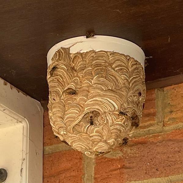 Wasp Removal Milton Keynes BH Pest Control