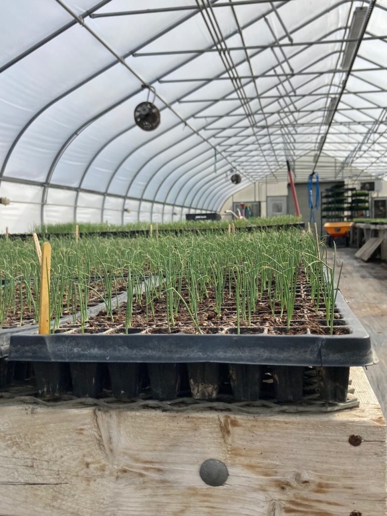 Diggers’ Mirth Collective A Local Farm Doing the Right Thing BHS