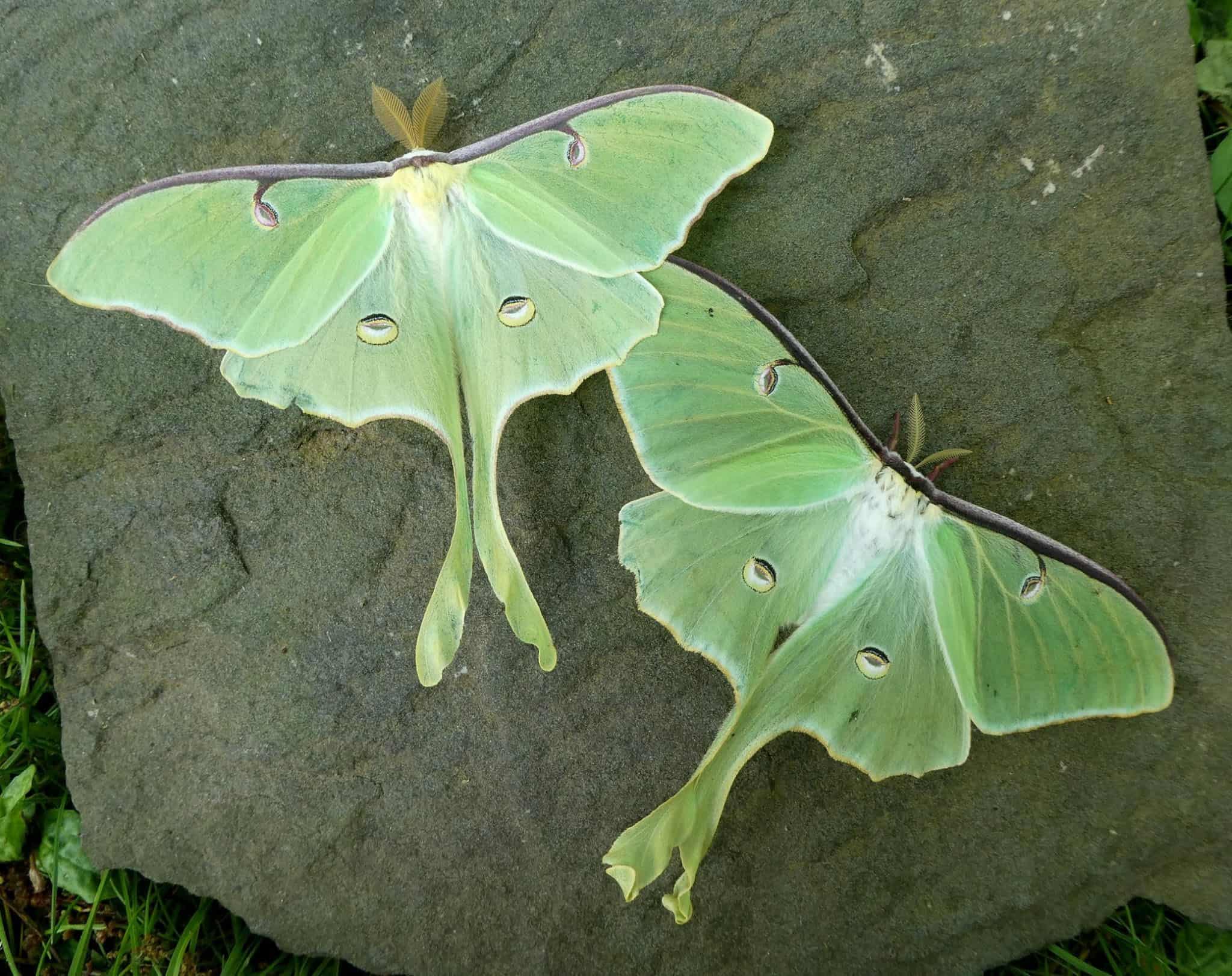 Winter Lecture Series Strangers in the Night The Essential Role Moths Play in a Healthy