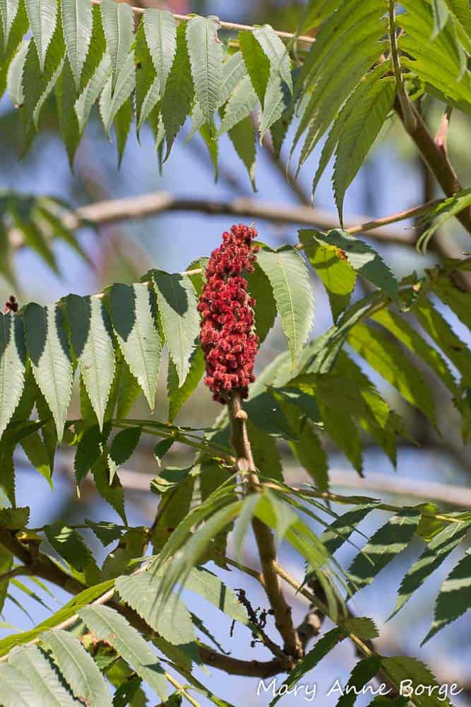 Staghorn Sumac (Rhus typhina) Bowman's Hill Wildflower Preserve