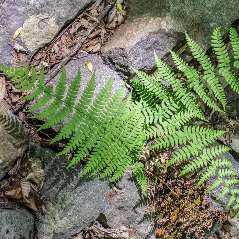 Marginal Wood Fern (Dryopteris marginalis) Bowman's Hill Wildflower