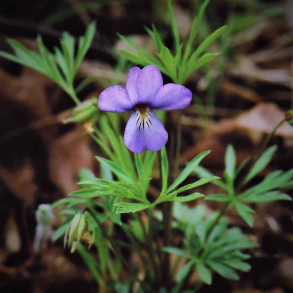Violet, birdfoot ( Viola pedata ) Bowman's Hill Wildflower Preserve