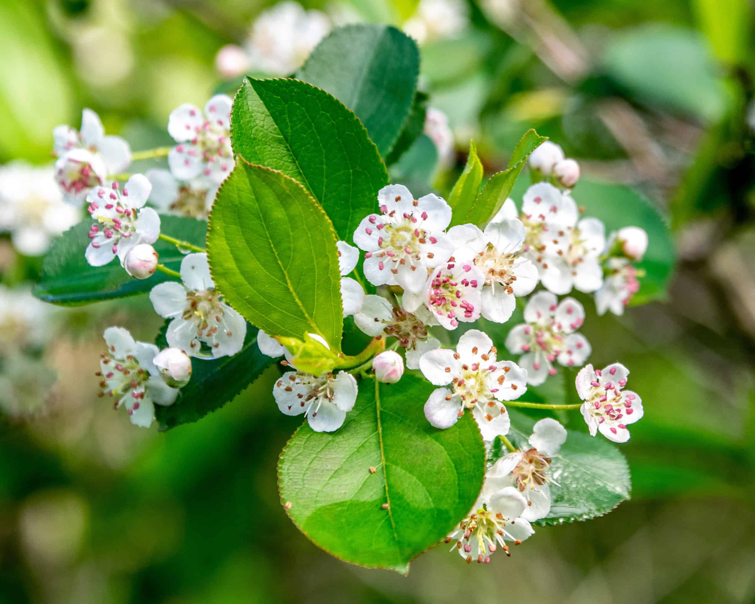 Beach Plum (Prunus maritima) Bowman's Hill Wildflower