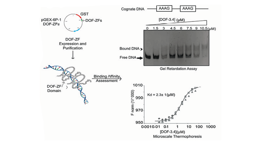Expression, purification and DNAbinding properties of zinc finger