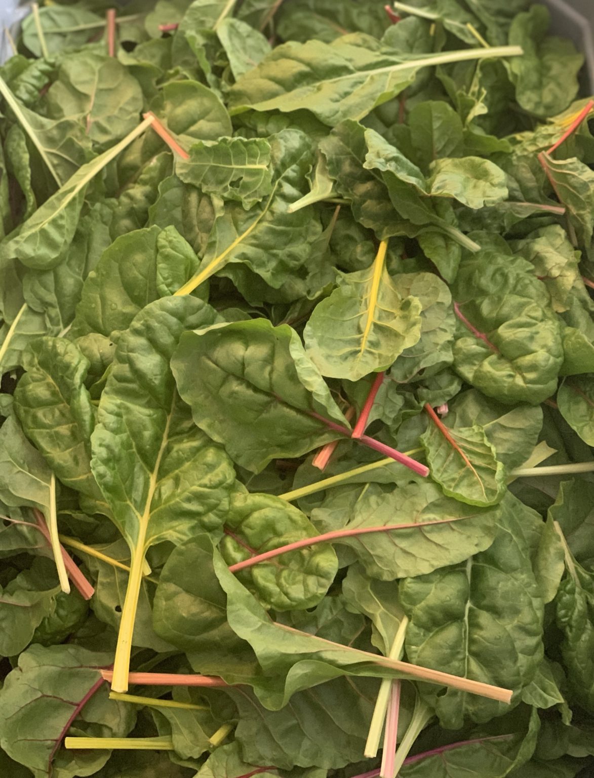 Baby Swiss Chard 5 oz Bibb Forest Farm Regenerative, organically grown vegetables, raw honey
