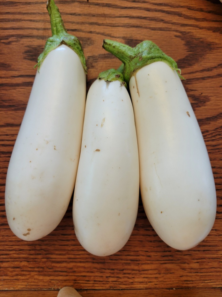 White Eggplant (Casper) Bibb Forest Farm Regenerative, organically