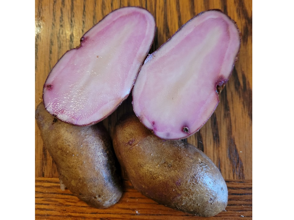 Red Adirondack Potato Bibb Forest Farm Regenerative, organically