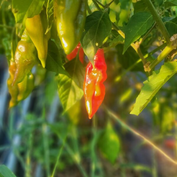 Hot Pepper Paper Lantern 1 Pint Bibb Forest Farm Regenerative, organically grown vegetables