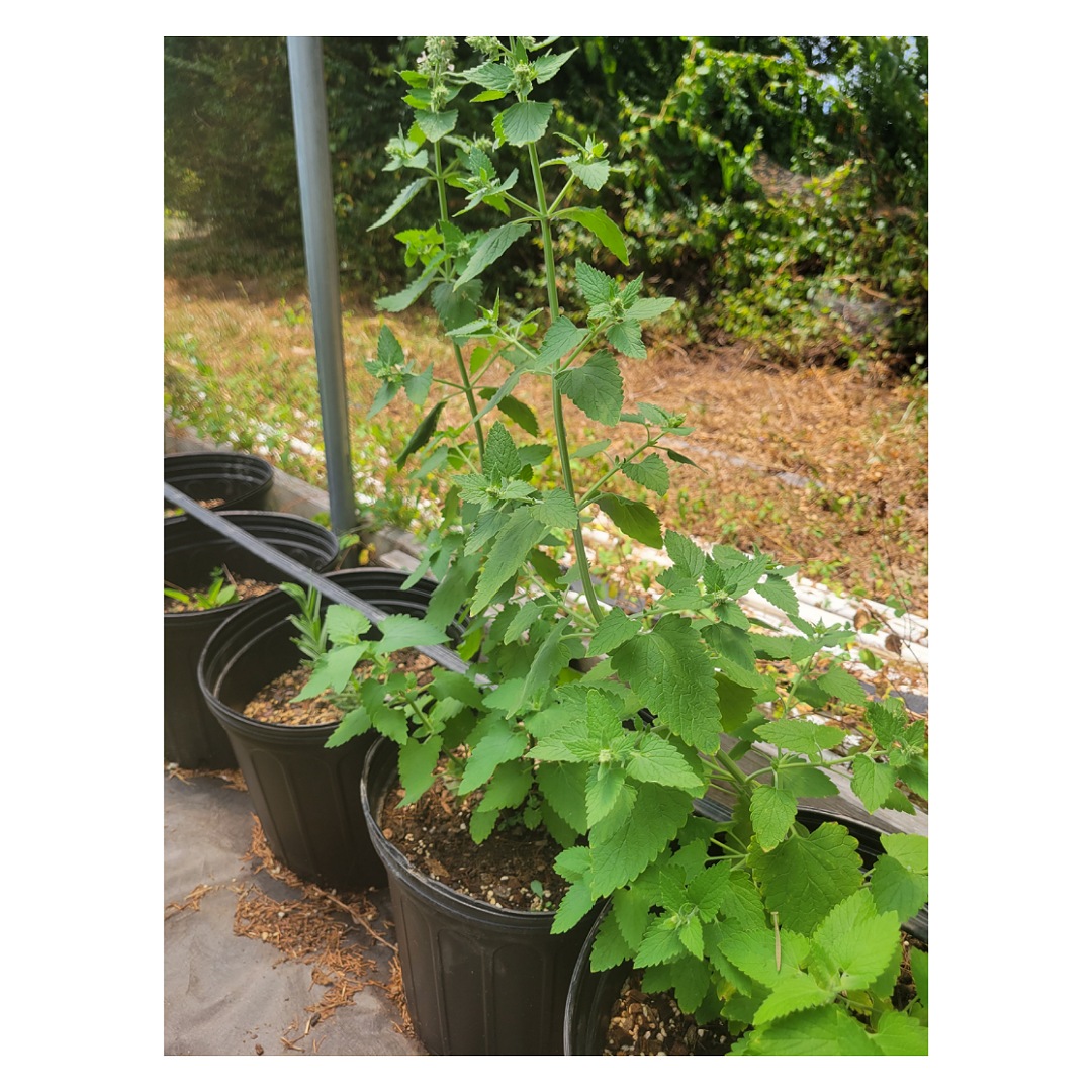 Catnip plant 1 gallon Bibb Forest Farm Regenerative, organically