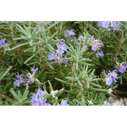 Bibit Rosemary 7 Biji Non Retail