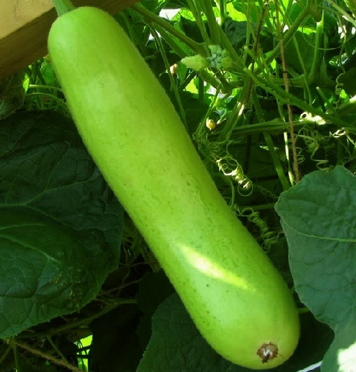 Bibit Labu Air Panjang