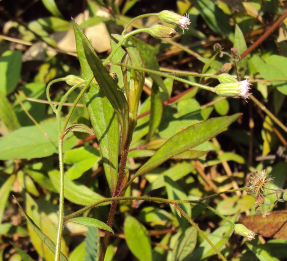 Daftar Tanaman Obat Lengkap Beserta Gambar dan Khasiatnya