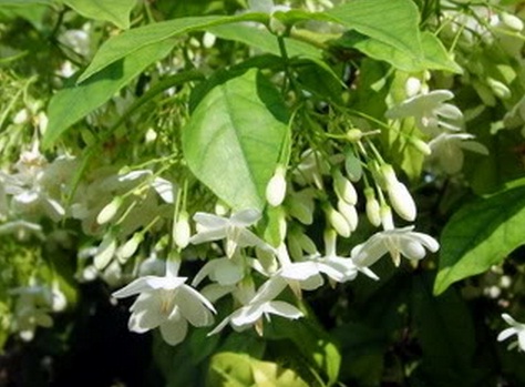 Jual Tanaman Anting Putri (Water Jasmine) - Bibitbunga.com