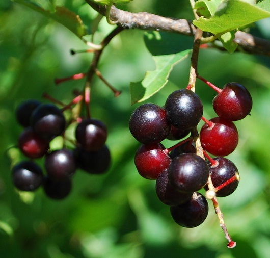 Daftar Tanaman Obat Lengkap Beserta Gambar dan Khasiatnya