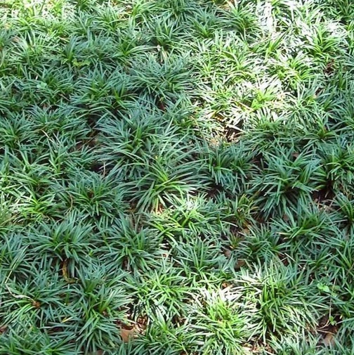 Tanaman Rumput Kucai Mini (Dwarf Mondo Grass)