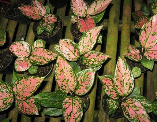 Tanaman Aglaonema Lady Valentine