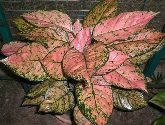 Tanaman Aglaonema Lady Valentine