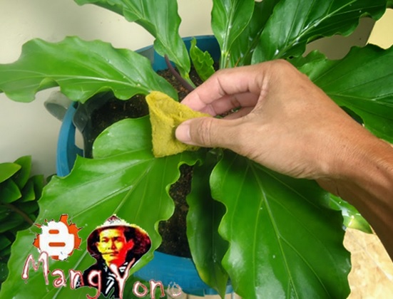Cara Menanam dan Merawat Anthurium Gelombang Cinta