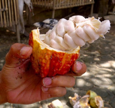 Manfaat Kakao (Buah Coklat) Bagi Kesehatan - Bibitbunga.com