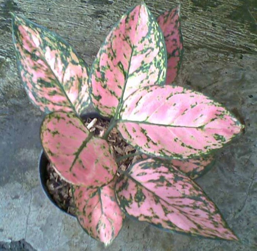 Tanaman Aglaonema Lady Valentine