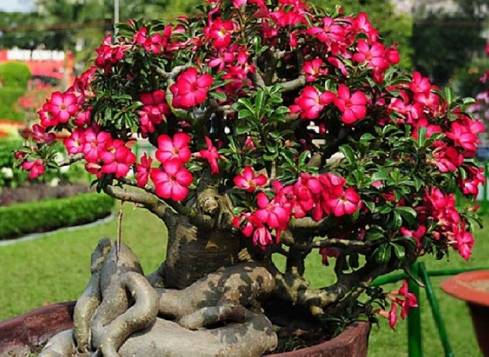 Gambar Ciri Karakteristik Tanaman Bonsai Adenium Mempunyai Cocok