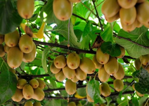 Cara Menanam Kiwi di Indonesia