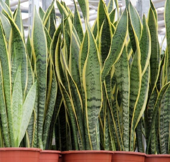 Jual Tanaman Lidah Mertua (Sansevieria trifasciata)