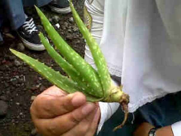 Cara Menanam Lidah Buaya Dalam Pot