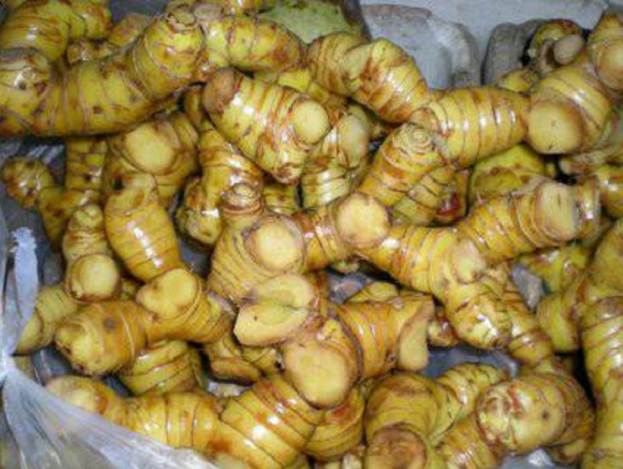 Cara Cepat Menanam Lengkuas Di Pot