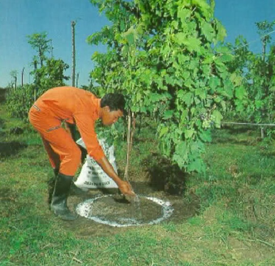 Cara Membuat Tanaman Cepat Berbuah Lebat