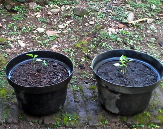 Cara Budidaya Cabe Dalam Pot Atau Polybag