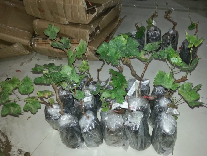 Cara Budidaya Anggur di Halaman Rumah