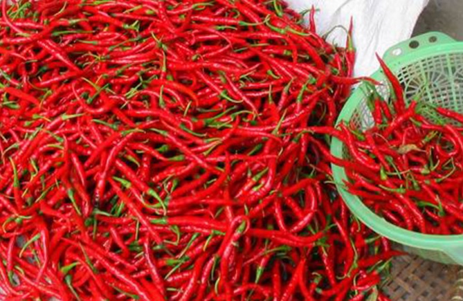 Cara Menanam Cabe Keriting
