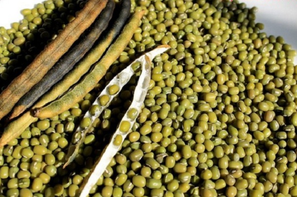 Cara Menanam Kacang Hijau Hidroponik